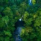 Pengertian Hutan Hujan Tropis: Apa Itu dan Mengapa Penting?