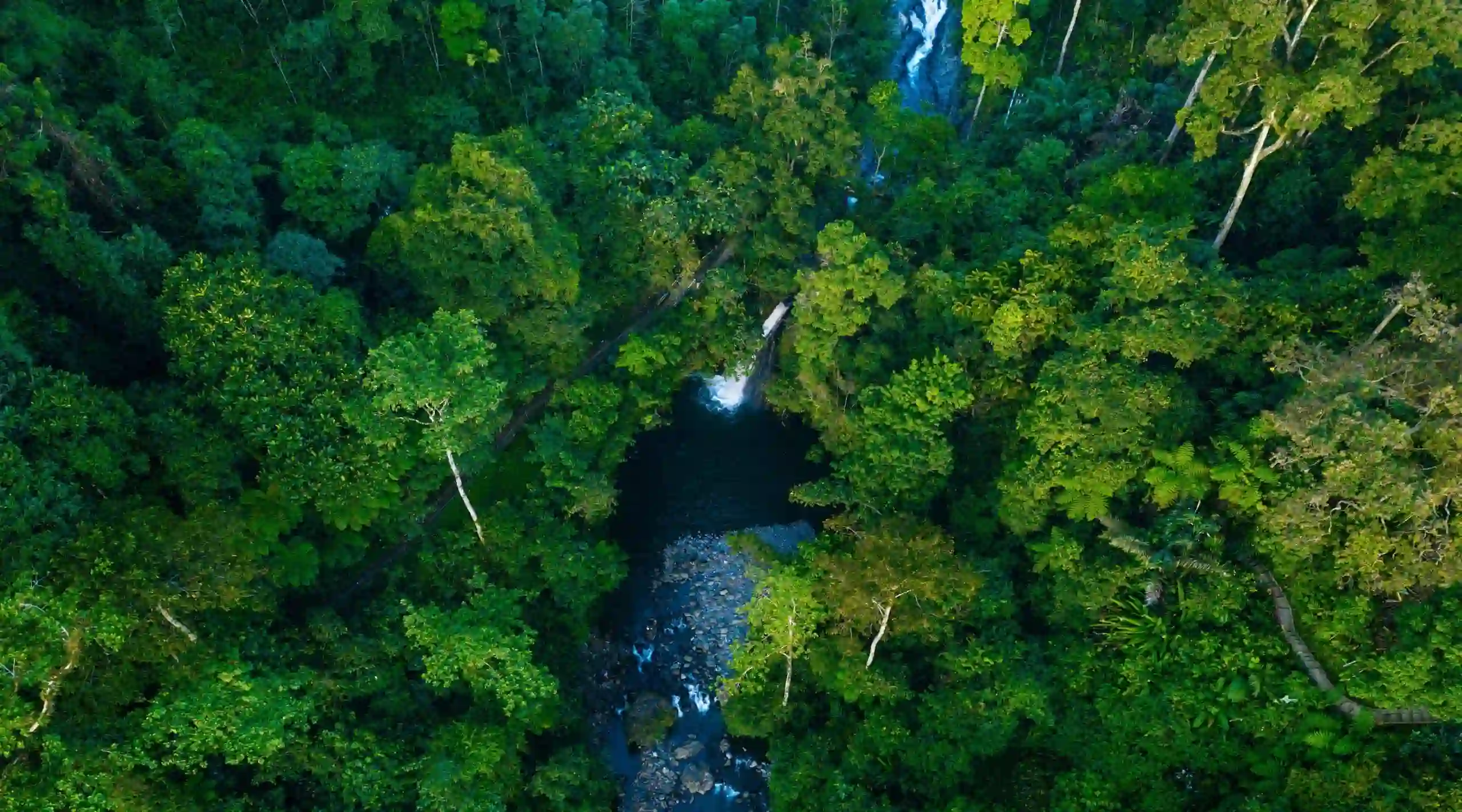 Pengertian Hutan Hujan Tropis: Apa Itu dan Mengapa Penting?